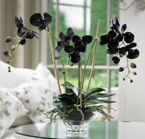 Орхидея черная