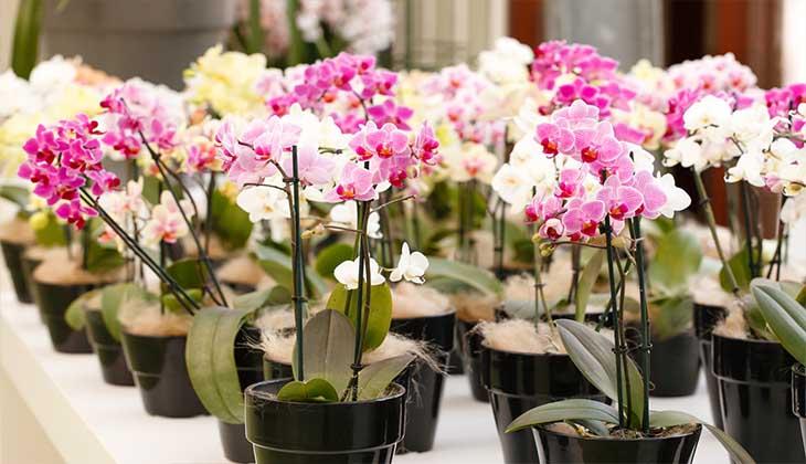 Размножение орхидеи цветоносом