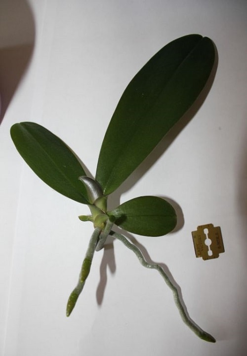 размножение орхидеи цветоносами
