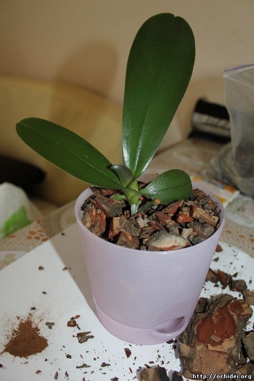 Размножение орхидеи цветоносом