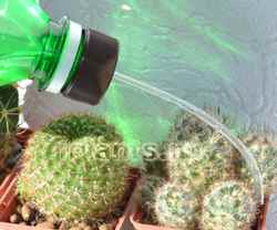 Как поливать кактусы летом