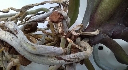 сухие корни фаленопсиса
