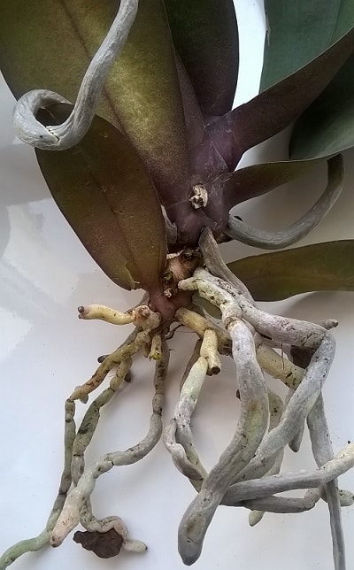серые корни фаленопсиса
