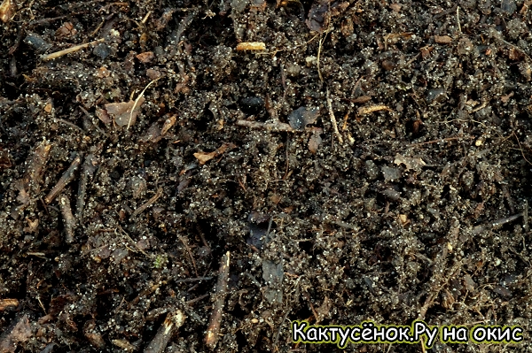 Листовая земля которая входит в состав грунта для кактусов. Как составить грунт для кактусов.