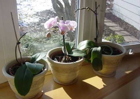 Как растить орхидею