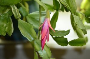 Шлюмбергера – эпифитное растение, цветение которого противоречит всем канонам природы. Особенности выращивания декабриста в домашних условиях (65+ Фото & Видео) +Отзывы