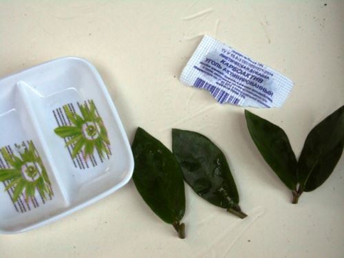Посадочный материал для размножения листом