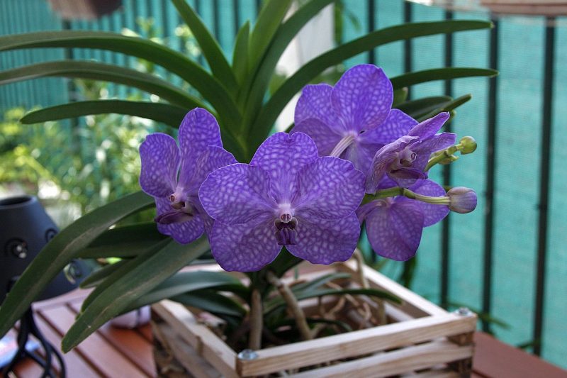 Орхидея Ванда: описание, выращивание и уход в домашних условиях