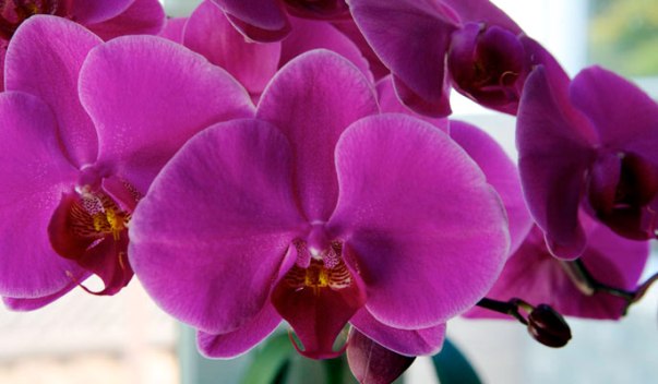 peresadka-orhidei