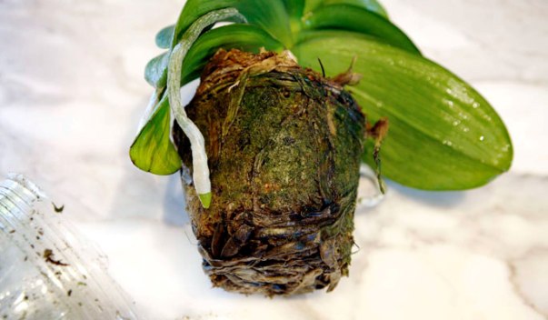 peresadka-orhidei1