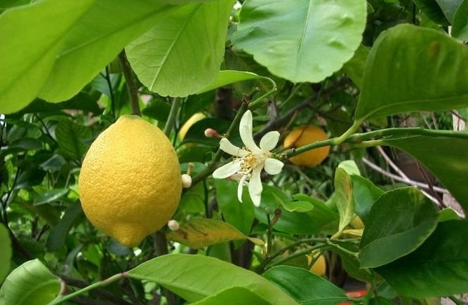как заставить лимон цвести