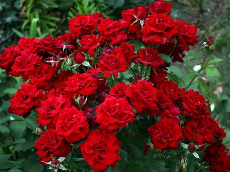 Розы «Никколо Паганини»