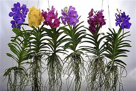 Орхидеи ванда разных цветов