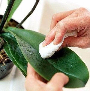 Борьба с вредителями орхидеи