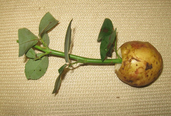 Размножение роз черенками в картошке