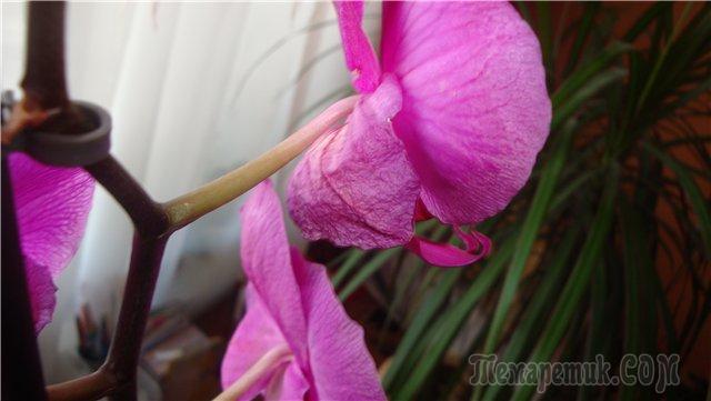 Почему засыхают бутоны у орхидеи