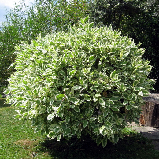 Ficus-benjamina01