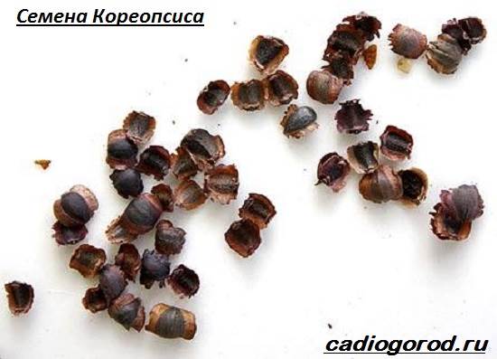 Кореопсис-цветок-Описание-особенности-виды-и-уход-за-кореопсисом-15