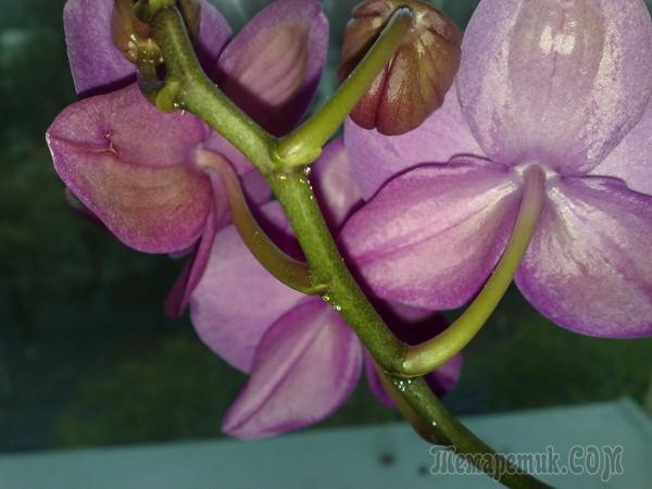 На листьях орхидеи липкие капли что делать