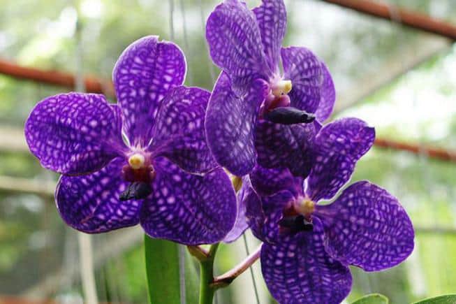 Орхидеи выращивание и уход в домашних условиях