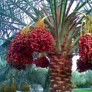 Финиковая пальма может порадовать ценными плодами