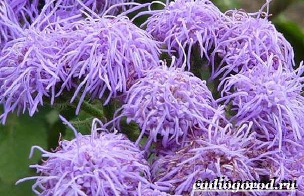 Агератум-цветок-Описание-особенности-виды-и-уход-за-агератумом-7