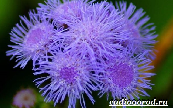Агератум-цветок-Описание-особенности-виды-и-уход-за-агератумом-12