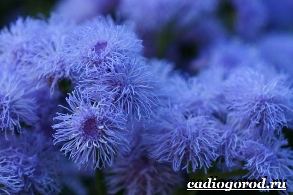 Агератум-цветок-Описание-особенности-виды-и-уход-за-агератумом-4