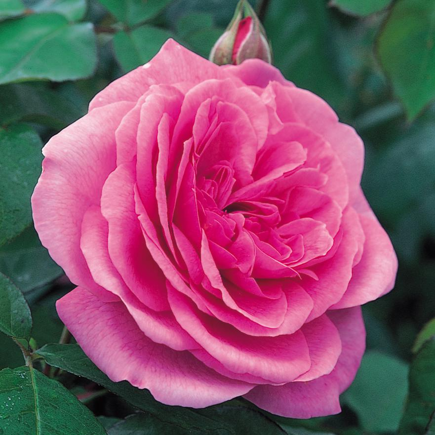 садовая роза Gertrude Jekyll