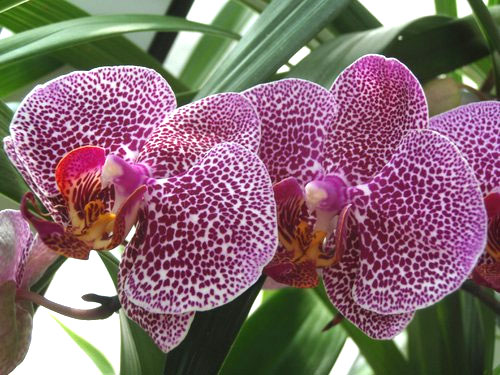 Болезни и вредители орхидей