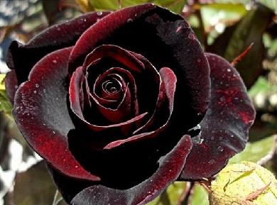 Черная магия роза