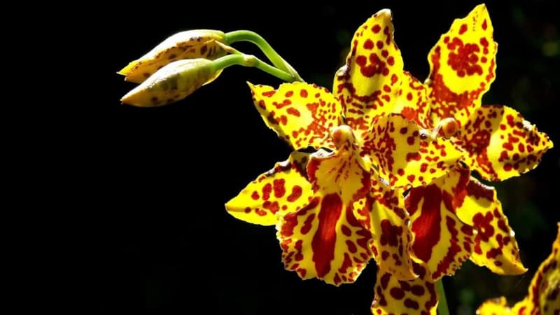 «Тигровая орхидея» - королева среди орхидей