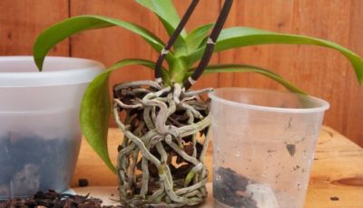 Грунт для орхидей в домашних условиях