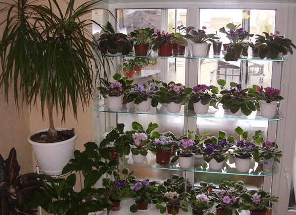 Универсальное удобрение для комнатных растений
