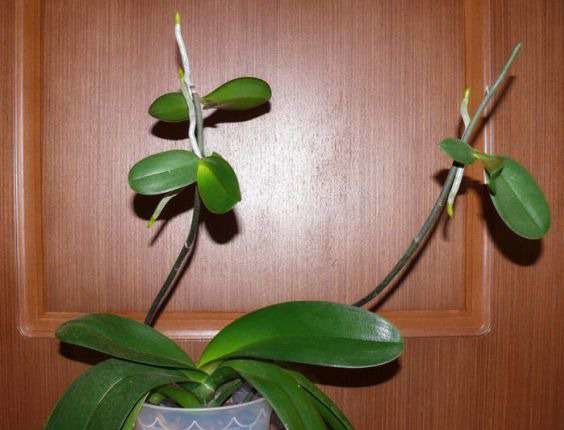 Отростки орхидеи