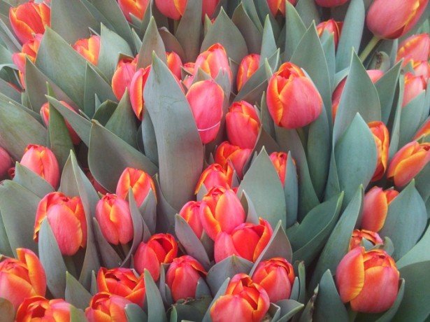 Фото красных тюльпанов