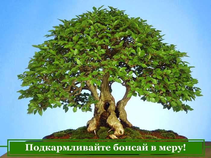 Дерево бонсай как вырастить из семян