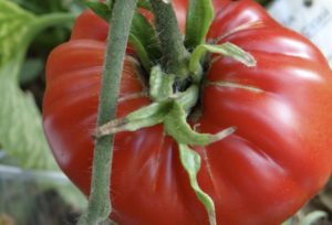 Как посадить и вырастить томат «Шунтукский великан»