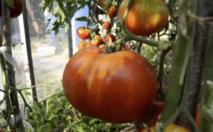Как посадить и вырастить томат «Шунтукский великан»
