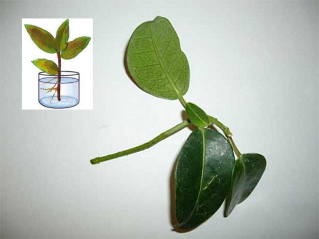 Способ размножения черенками стефанотиса сохраняет все видовые качества материнского растения
