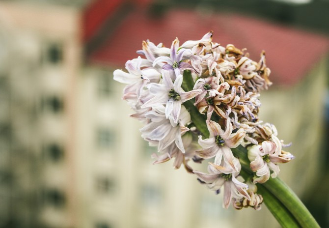Гиацинт домашний цветок уход