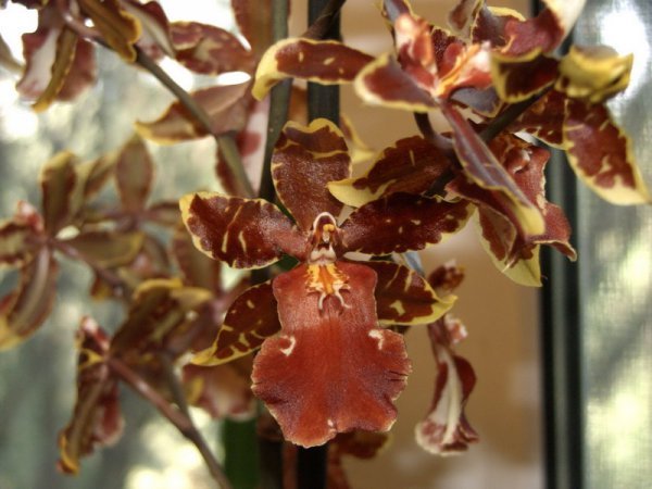 фото в домашних условиях орхидеи камбрии