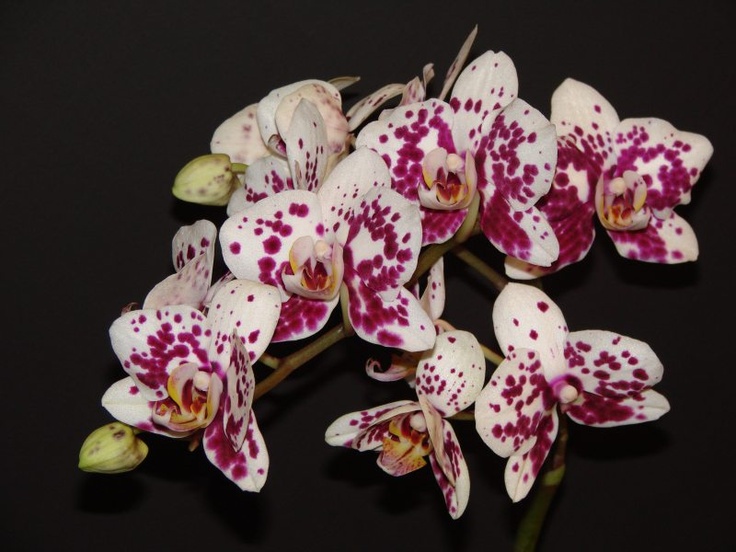 Мультифлора орхидея что это такое