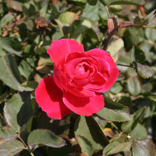 Роза маккензи
