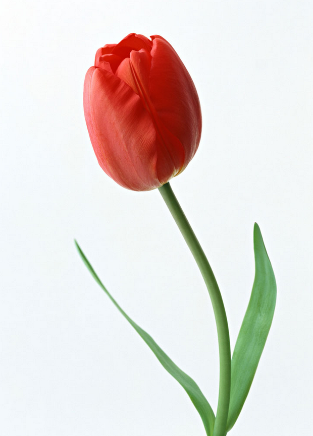 К чему снятся красные тюльпаны женщинам?