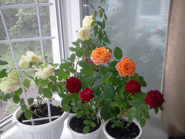 Для выращивания в домашних условиях подходят миниатюрные сорта роз